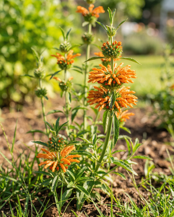 Lion's Ear Orange Blooms (Leonotis nepetifolia) – annual flower seeds from SeedsChoice
