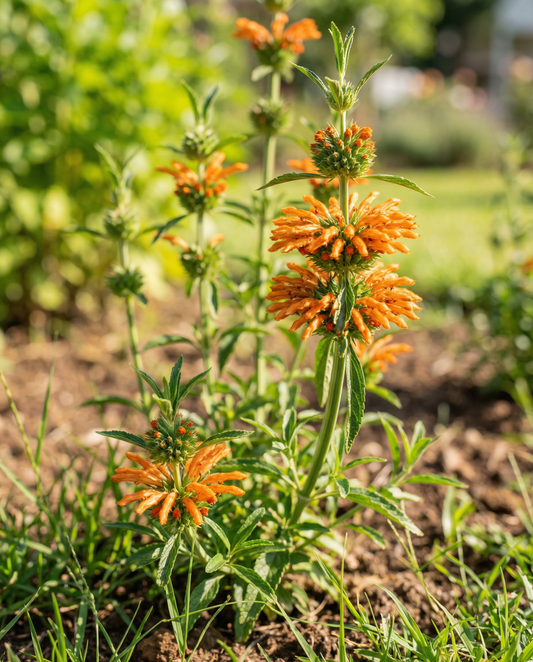 Löwenöhrchen Orange Blooms (Leonotis nepetifolia) – einjährige Blumensamen von SeedsChoice