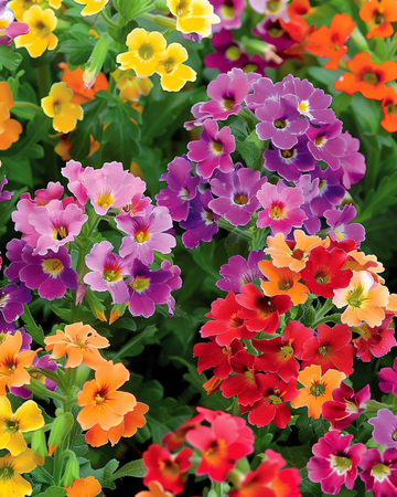 Carnival Mixed Samen (Nemesia strumosa) – einjährige Mischung