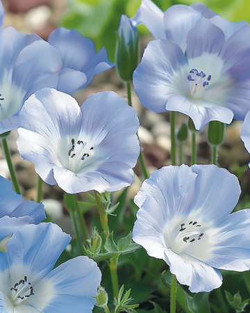 Baby Blue Eyes Sky Ground Cover Samen (Nemophila menziesii) – einjährig