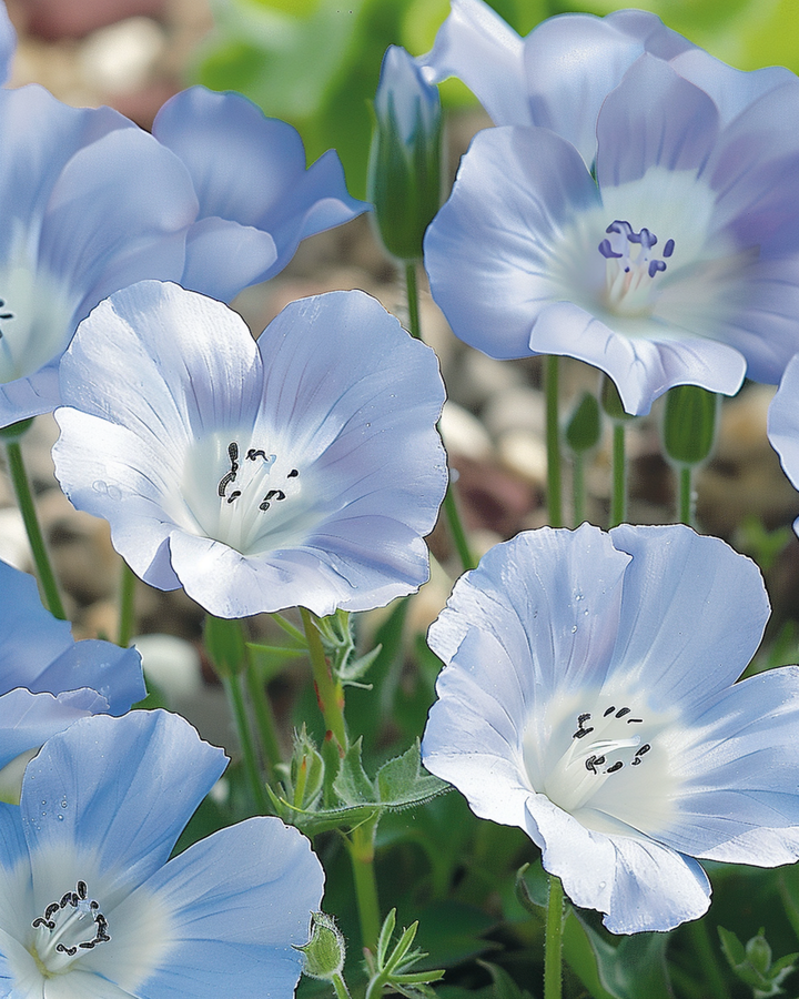 Baby Blue Eyes Sky Ground Cover Samen (Nemophila menziesii) – einjährig