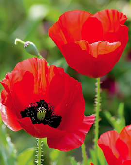 Tulip Poppy Seeds Papaver Glaucum Annual
