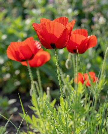 Tulpen-Mohn (Papaver glaucum) – einjährige Blumensamen von SeedsChoice