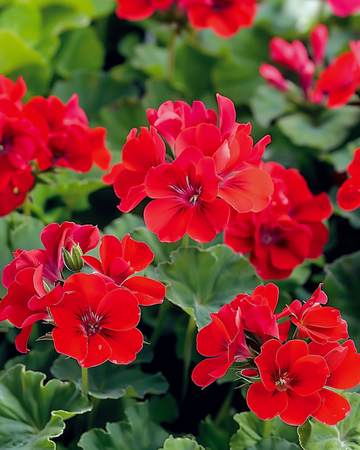 Geranium Mustang F1 seeds (Pelargonium zonale) – annual