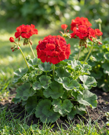 Geranium Mustang F1 (Pelargonium zonale) – annual seeds from SeedsChoice