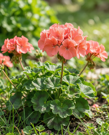 Geranie Chérie F1 (Pelargonium zonale) – einjährige Samen von SeedsChoice