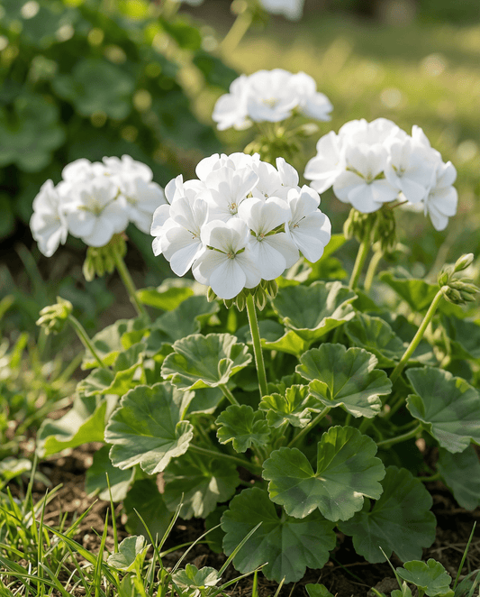 Geranie Apollo F1 White (Pelargonium zonale) – einjährige Samen von SeedsChoice