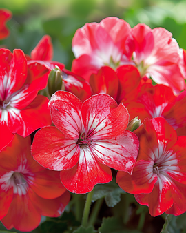 Geranium Seeds Bright Eyes F1 Pelargonium Zonale Annual
