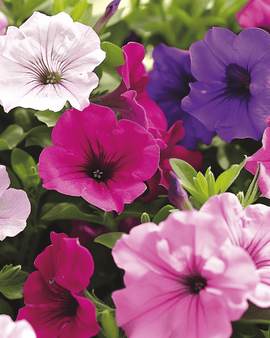 Petunia Dwarf Mixed Seeds Petunia Hybrida Annual Compact Flowers