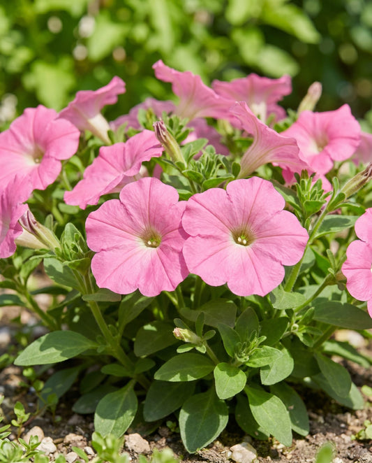 Rose Of Heaven Pink (Petunia hybrida) – einjährige Samen von SeedsChoice