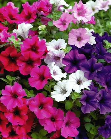 Petunia Pendula Samen Einjährige Mischung Petunia Pendula Samen (Petunia pendula) – einjährige Mischung
