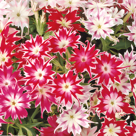 Starphlox Seeds Phlox Drummondii Annual Mix