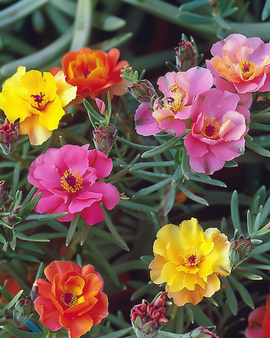 Portulaca Seeds Portulaca Grandiflora Double Mixed Annual Flowers Rock Garden