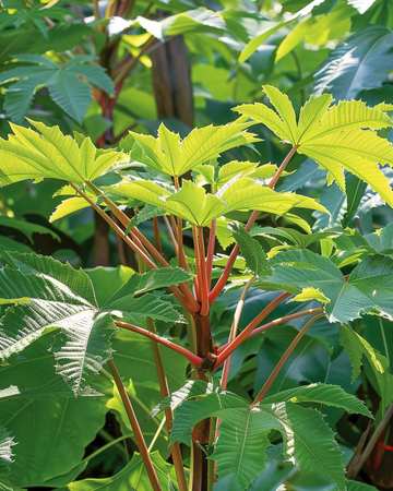 Wunderbaum 250 Cm Samen (Ricinus communis) – einjährige Blume