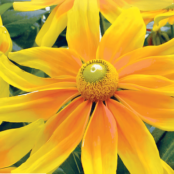 Cone Prairie Sun Samen (Rudbeckia hirta) – einjährige Blume