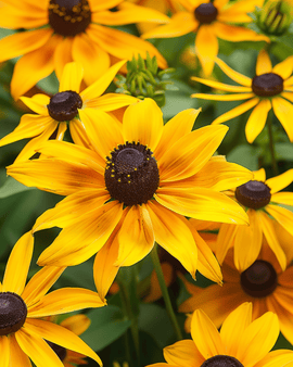 Cone Flower Gloriosa Daisy Seeds Rudbeckia Hirta Annual