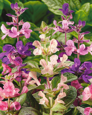 Clary Cut Mix Samen (Salvia horminum) – einjährige Blume