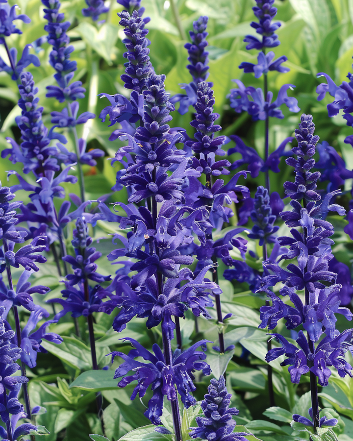 Victoria Samen (Salvia farinacea) – einjährig