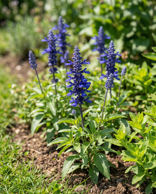Victoria (Salvia farinacea) – einjährige Samen von SeedsChoice