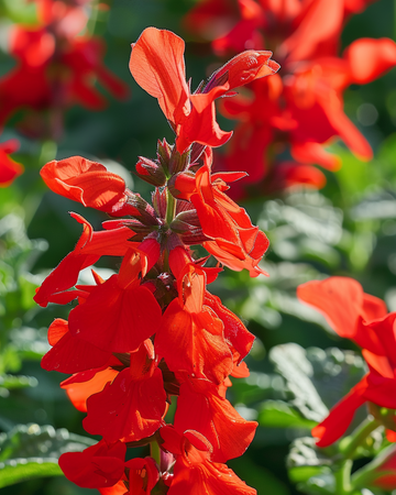 St. John's Fire Samen (Salvia splendens) – einjährige Blume