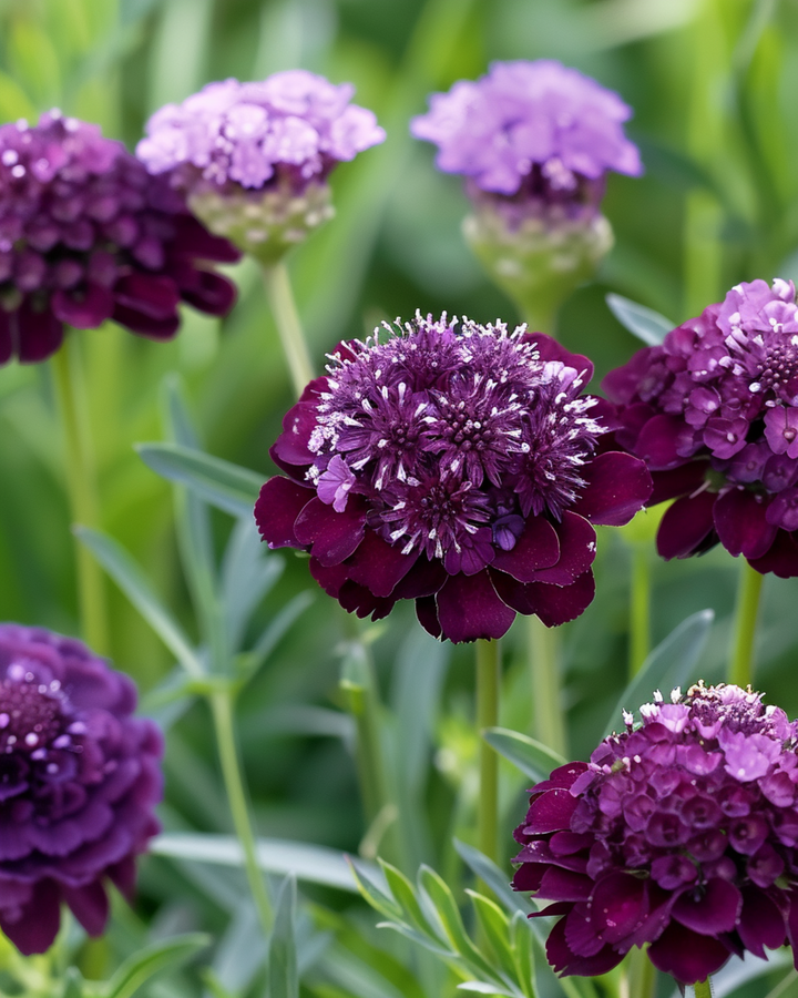 Deep Purple Pincushion Samen (Scabiosa atropurpurea) – einjährige Blume