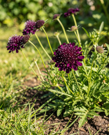 Deep Purple Pincushion (Scabiosa atropurpurea) – annual flower seeds from SeedsChoice