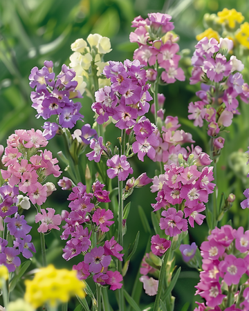 Sea Lavender Pacific seeds (Limonium sinuatum) – annual