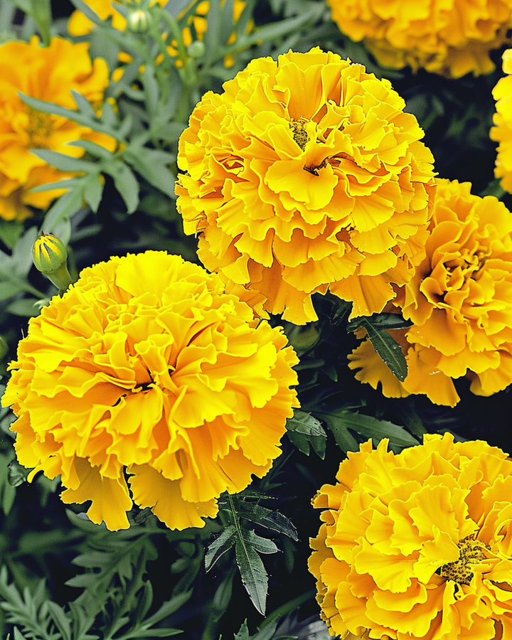 Afrikanische Studentenblume Yellow Supreme Samen (Tagetes erecta) – einjährige Blume
