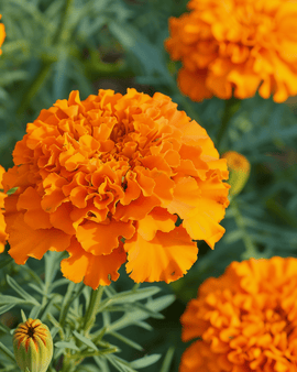 African Marigold Seeds Tagetes Erecta Annual Hawaii Orange Variety