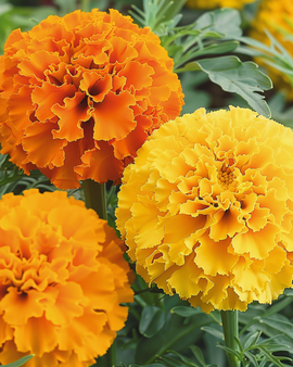 African Marigold Seeds Tagetes Erecta Annual Sunset Giants Mix