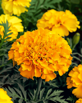 African Marigold Seeds Tagetes Erecta Annual Maximix Mix 25 Cm