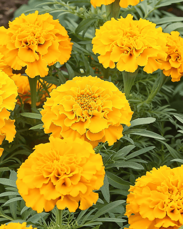Afrikanische Studentenblume Golden Age Zwerg Samen (Tagetes erecta) – einjährige Blume