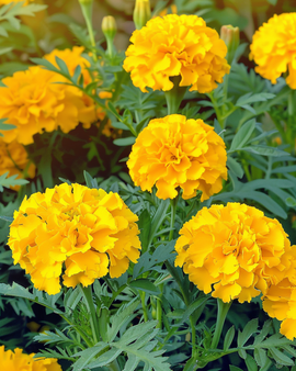 French Marigold Seeds Tagetes Patula Petite Yellow Annual