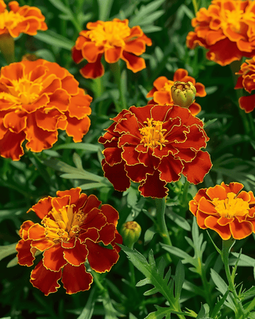 French Marigold Carmen seeds (Tagetes patula) – annual flower