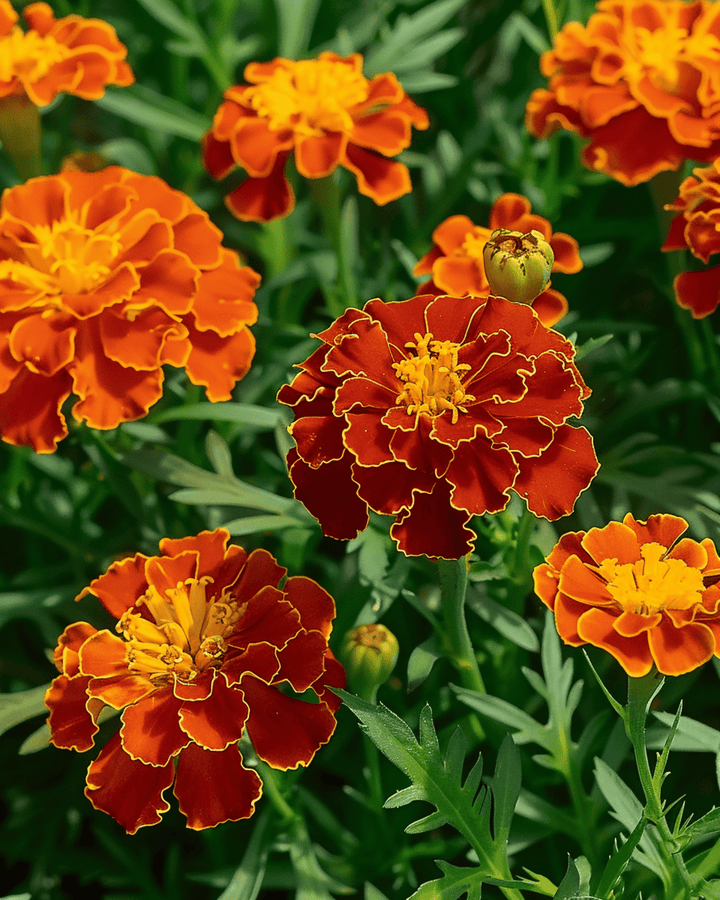 French Marigold Carmen seeds (Tagetes patula) – annual flower