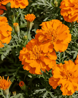 French Marigold Seeds Tangerine Tagetes Patula Annual