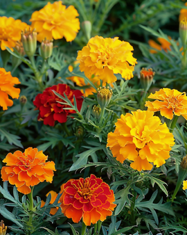 French Marigold Seeds Bonita Tagetes Patula Annual Mix