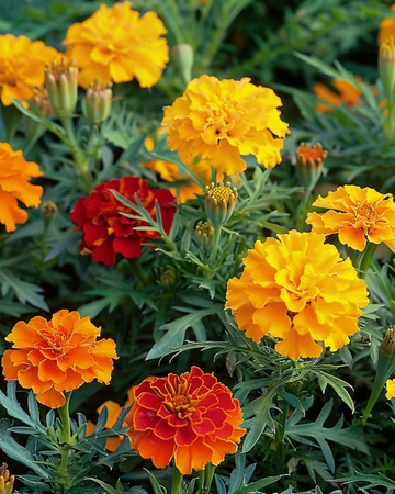 Französische Studentenblume Bonita Mix Samen (Tagetes patula) – einjährige Blume