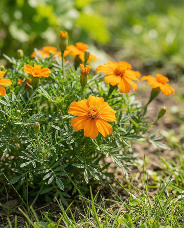 Orange Gem (Tagetes tenuifolia) – einjähriges Blumensamen von SeedsChoice