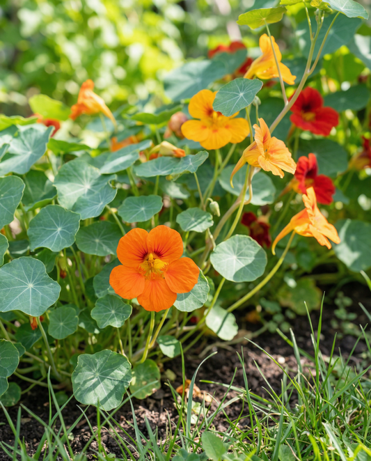 Nasturtium Mixed Single (Tropaeolum majus) – annual flower seeds from SeedsChoice