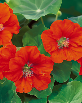 Nasturtium Seeds Scarlet Gleam Tropaeolum Majus Annual Flower