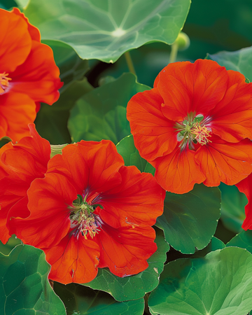 Nasturtium Scarlet Gleam seeds (Tropaeolum majus) – annual flower