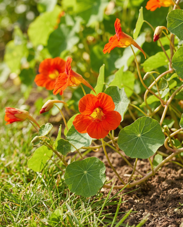 Nasturtium Scarlet Gleam (Tropaeolum majus) – annual flower seeds from SeedsChoice