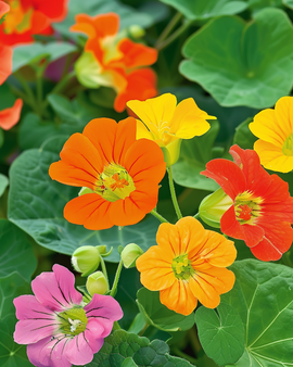 Nasturtium Tom Thumb Seeds Tropaeolum Majus Annual Flower