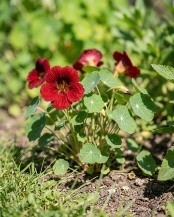 Kapuzinerkresse Empress Of India (Tropaeolum majus) – einjährige Samen von SeedsChoice