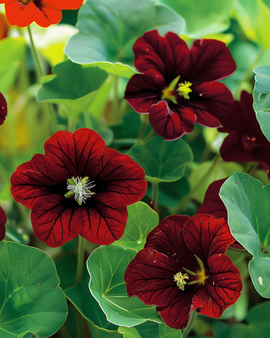 Nasturtium Seeds Black Velvet Tropaeolum Majus Annual Flower