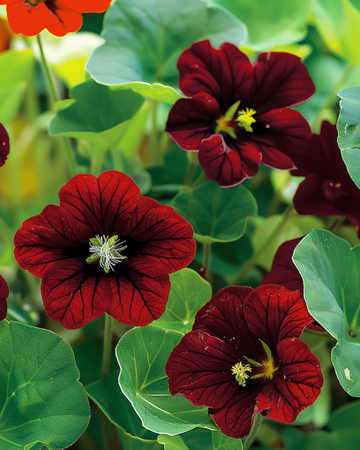 Kapuzinerkresse Black Velvet Samen (Tropaeolum majus) – einjährige Blume