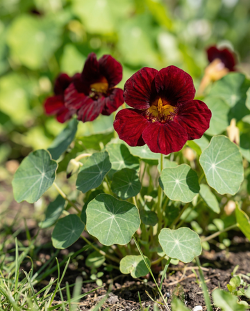 Nasturtium Black Velvet (Tropaeolum majus) – einjährige Blumensamen von SeedsChoice