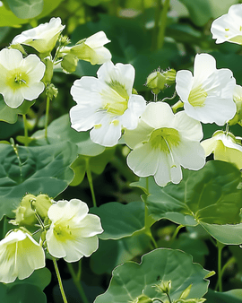 Nasturtium Seeds Milkmaid Tropaeolum Majus Annual