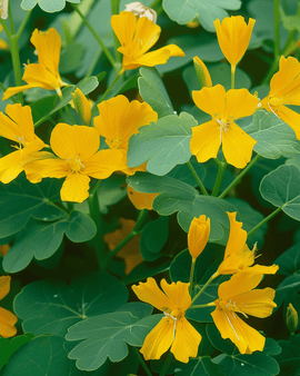 Canary Creeper Seeds Tropaeolum Peregrinum Annual Climber Flower